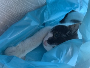 my cat alice in a blue shopping bag