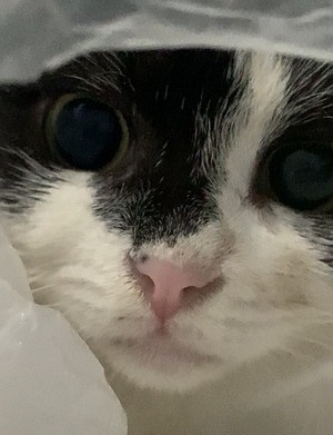 my cat alice with her big cute eyes