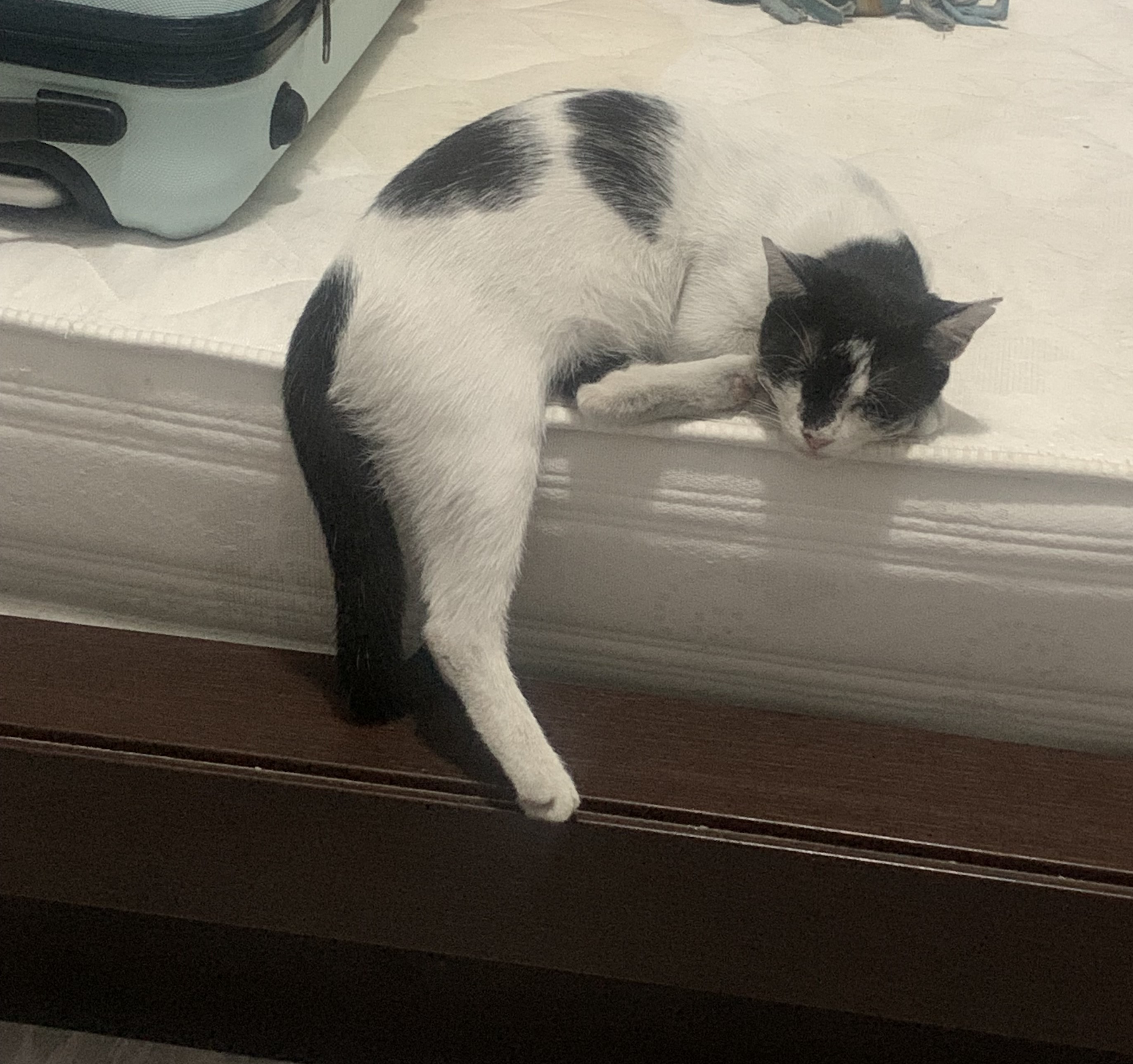 alice leg