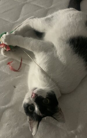 alice plays