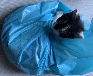 alice is a snail