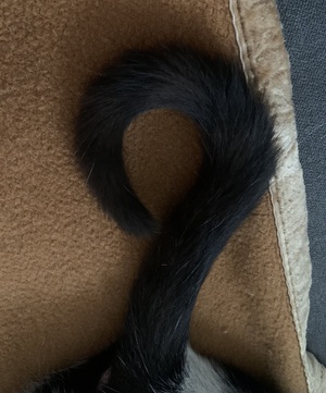 alice's black fluffy tail question mark