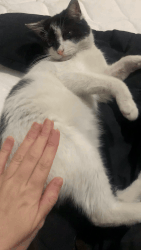 alice taps