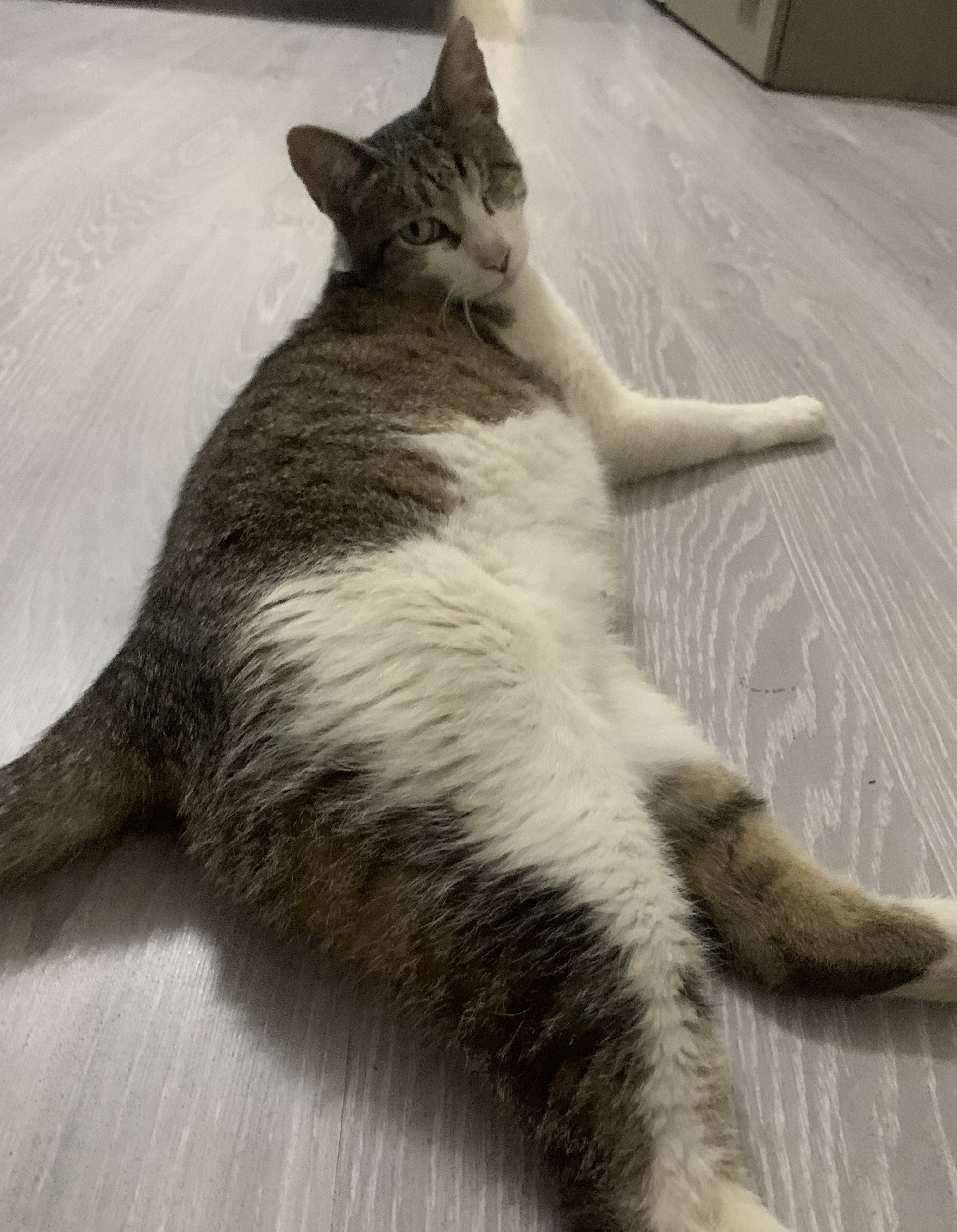 thicc