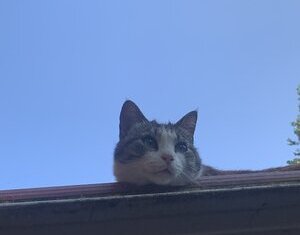 my cat has ascended she is chosen