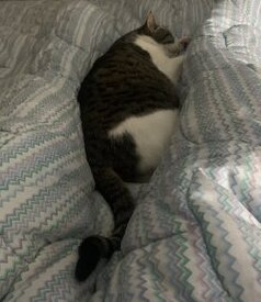 super cozy samantha meow meow