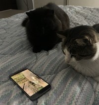 my cat sammy with a friend