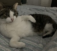 my cat sammy glares