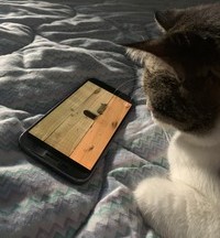 my cat sammy loves mice squeak