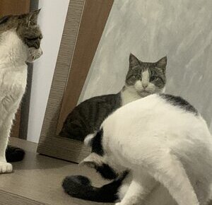 sammy sees her reflection in the mirror wow am I a cat