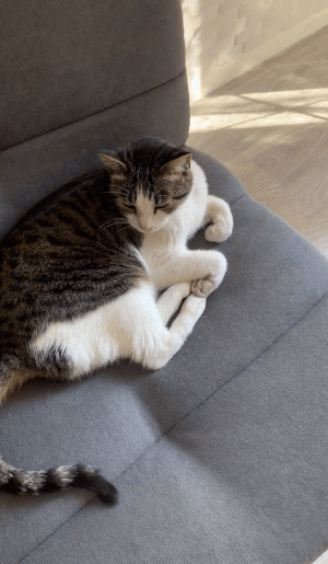 sammy is relaxed af