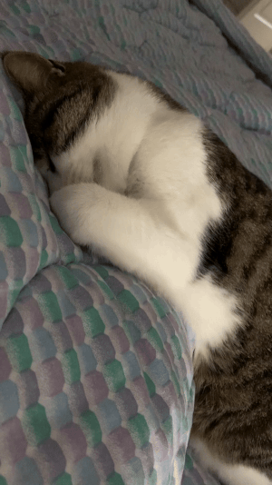 sammy snoozes sleepy